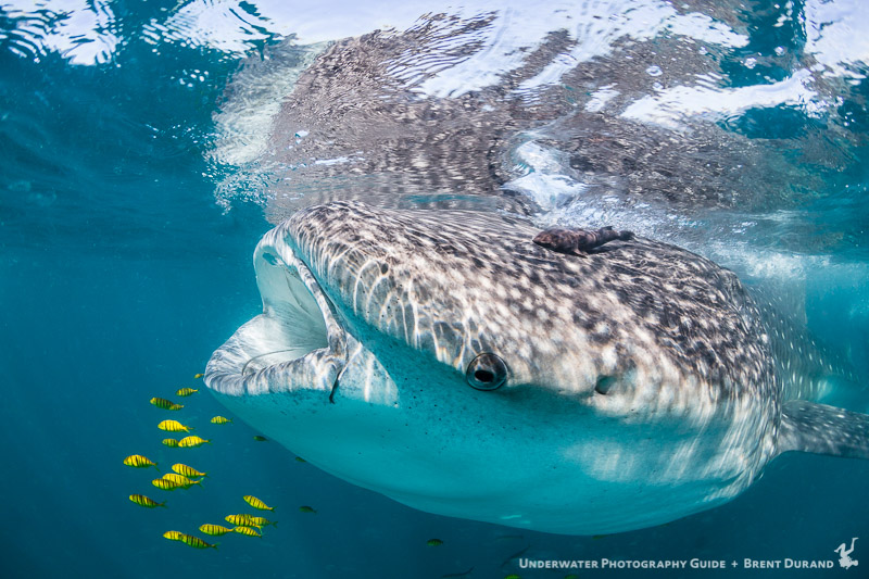 Underwater Portrait Photo Tutorials Underwater Photography Guide