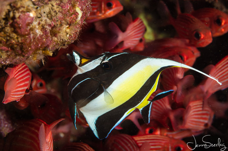 Moorish Idol BEFORE the 5 Photoshop steps