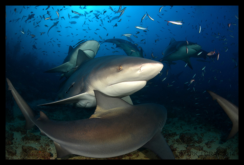 Bull Shark in Beqa Lagoon