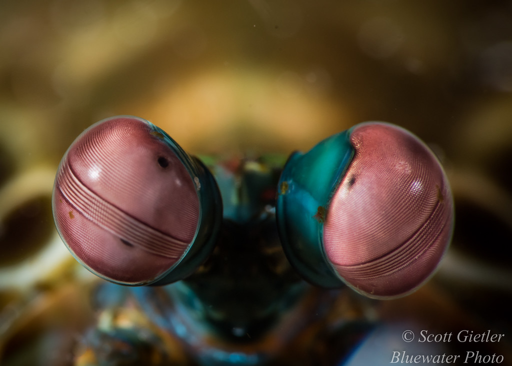 Nauticam macro lens underwater photos