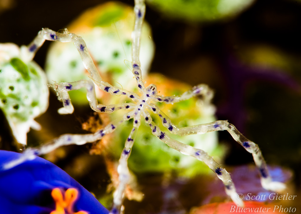 Nauticam Super Macro Converter review