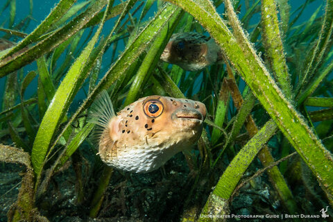 best underwater camera