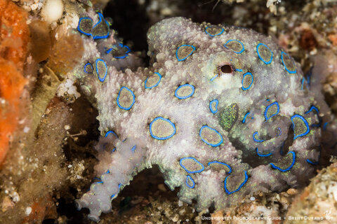 blue-ringed octopus